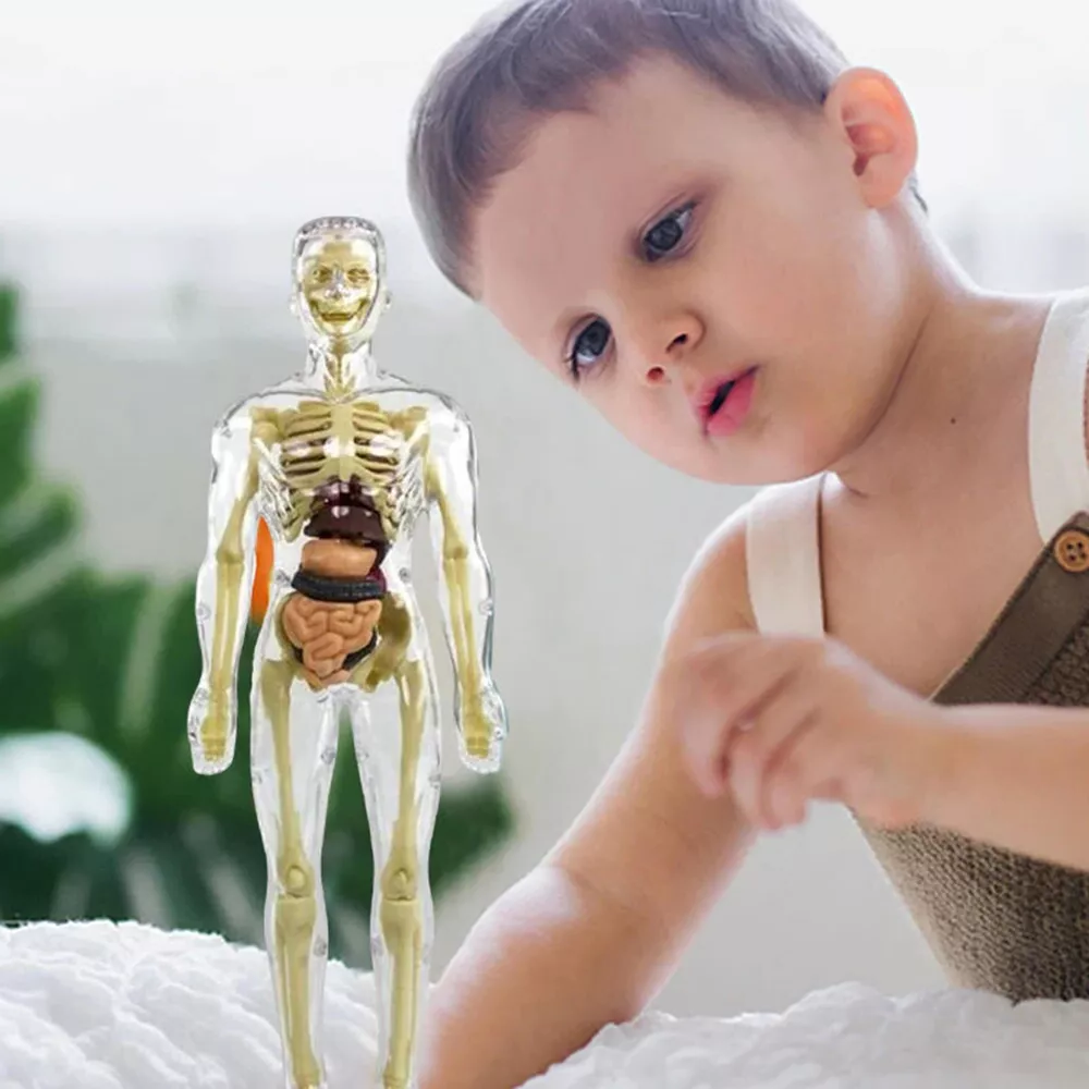 3D Human Body Torso Model for Kids — Interactive Anatomy Skeleton