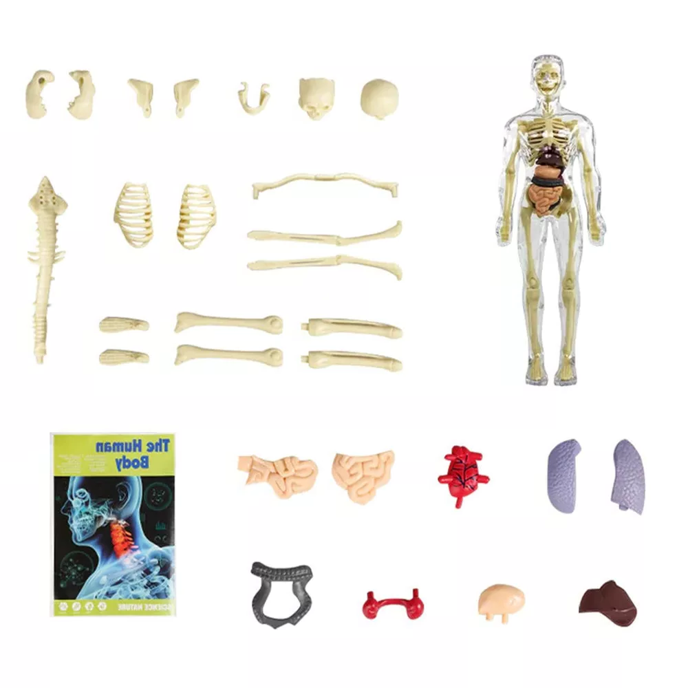 3D Human Body Torso Model for Kids — Interactive Anatomy Skeleton