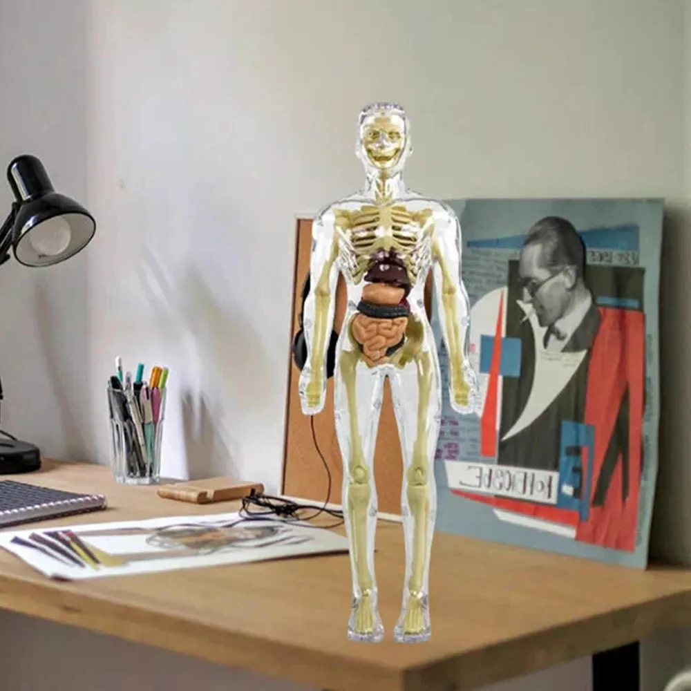 3D Human Body Torso Model for Kids — Interactive Anatomy Skeleton