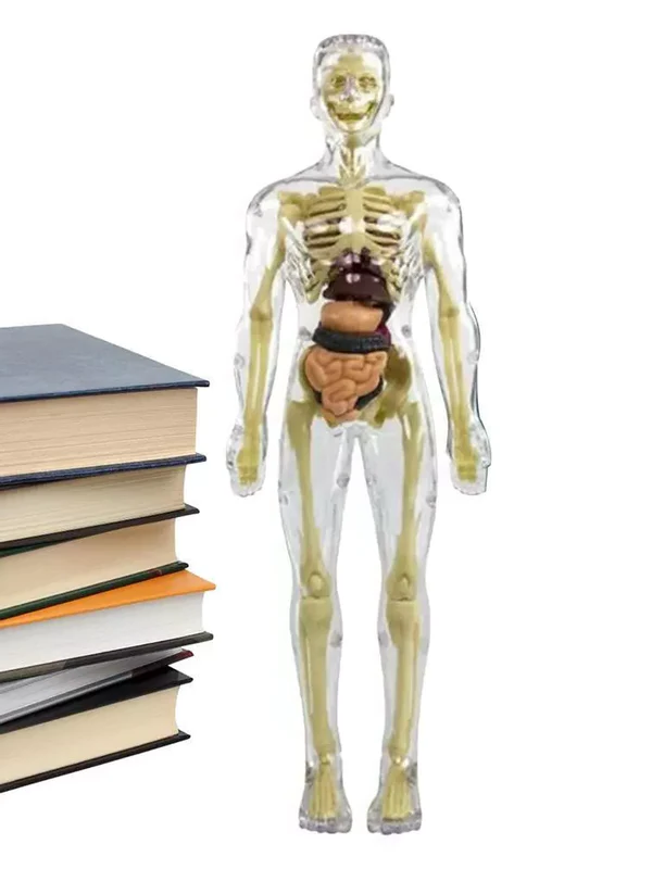 3D Human Body Torso Model for Kids — Interactive Anatomy Skeleton