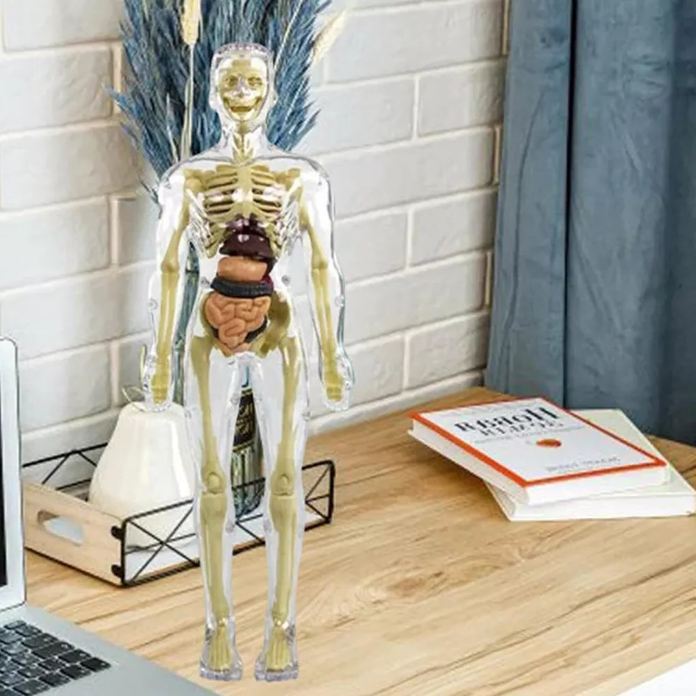 3D Human Body Torso Model for Kids — Interactive Anatomy Skeleton
